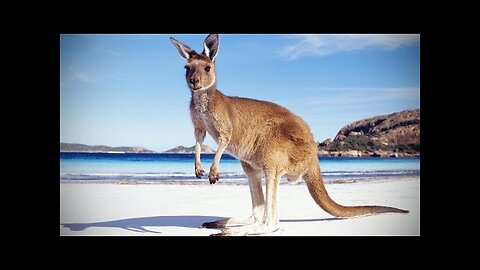 Kangaroos 😜 Funny Kangaroos Playing [Funny Pets]