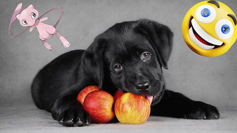 Puppy eats an apple for the very first time..🐶🍎😍 Sounds on | Pets Class Part 118