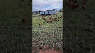 Chicken Caravan With New Pullets In A Fresh Yard (Le Gonzo Cut)