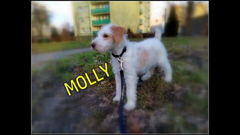 Molly cz I - nowy domownik