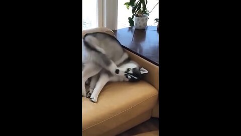 Husky Eating It's Tail