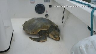 Struggling sea turtle rescued near Vero Beach
