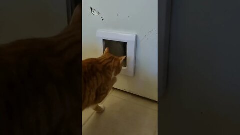 Cat fighting cat flap