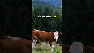 Cows Have Accents!
