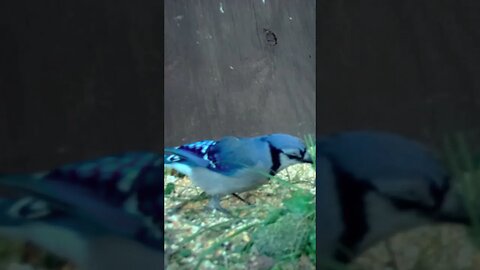 Blue jay🐦 posing for the camera 📽️ #cute #funny #animal #nature #wildlife #trailcam #farm #homestead