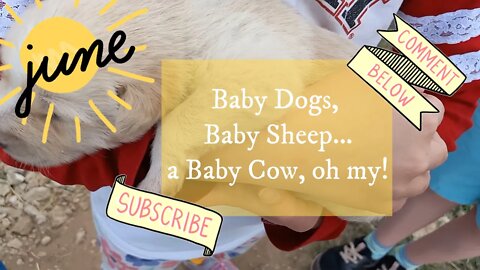 Baby dogs, baby sheep... baby cows, oh my!