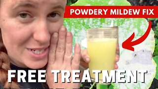 Why Does Whey Destroy Powdery Mildew On Plants? How To Eliminate Powdery Mildew Entirely.