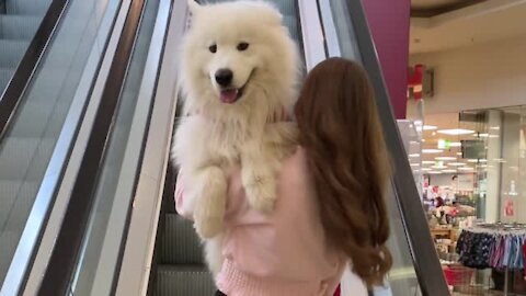 Felix the Samoyed adorably gets carried up the escalator