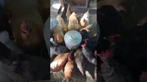 time-lapse chickens