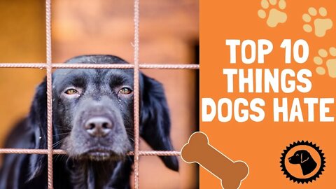 Top 10 Things Dogs Hate that Humans Do | DOG BLOG 🐶 Brooklyn's Corner