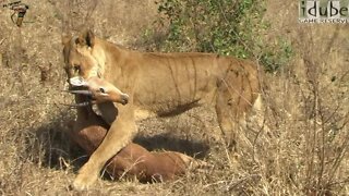 Lioness Takes Her Sons a Meal