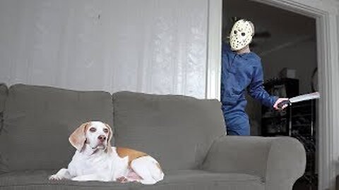 Dog Domesticates Jason Voorhees: Funny Dogs Maymo & Penny