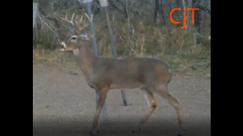 South Texas Trailcam footage, 23.02