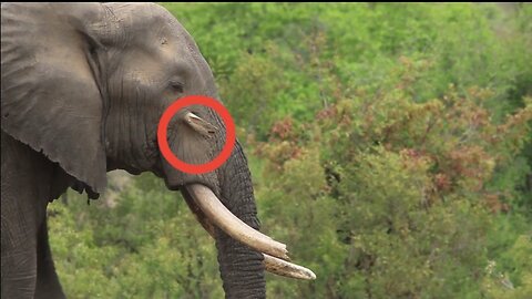 OMG! Elephant Has Half A Tusk Stuck In His Face