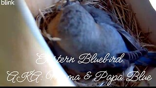 Eastern Bluebirds