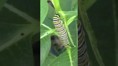 Big Monarch Caterpillars #Shorts 🌞