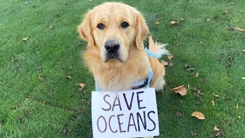 My Dog Contributes to Saving the Oceans