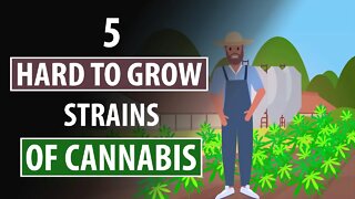 5 Hardest-To-Grow CANNABIS Strains