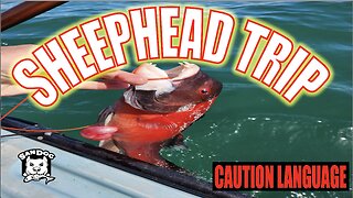 Kayak Fishing The Open Ocean For California Sheephead