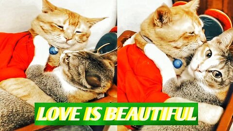 Cat husband and wife 🐱🐱 Their love scenes are wonderful 🐱🐱 PETS & ANIMALS VIDEOS 2023