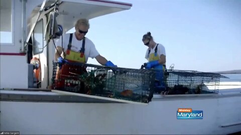 Maine Lobster Season