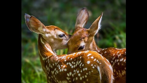 Deers on the move