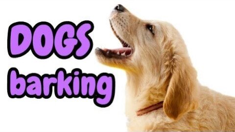 TOP 10 Dog Barking Videos Compilation ❤️ Dog Barking Sound - Funny Dogs