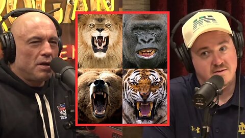 Lion vs Gorilla vs Grizzly vs Tiger | Who Wins?
