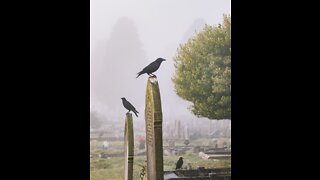 [excerpt of the poem] The Raven by EAP