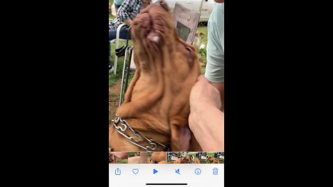 Bloodhound eats his first strawberry!