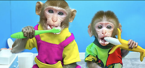 Laugh a lot with these Funny Monkey Moments.