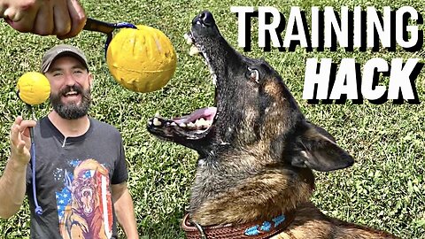 HOW TO Play With A BALL ON A STRING The RIGHT WAY!! Belgian Malinois Training!