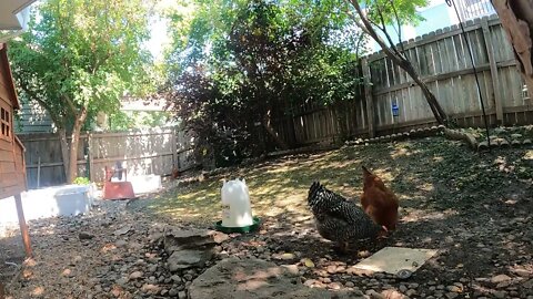 My Backyard Chickens - Week 22 Compilation