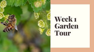 First Year Permaculture Garden Tour Week 1 with Dixie Living Homestead