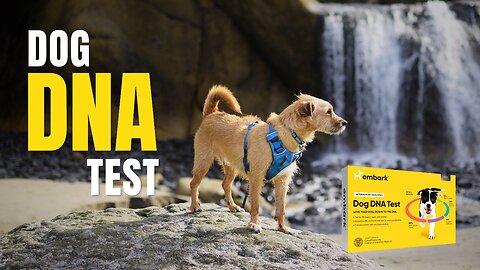 Best Dog DNA Test!! We Tested Our Dog's DNA With Embark Dog Breed Test!