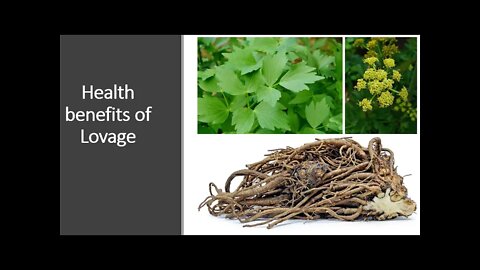 Lovage - Benefits