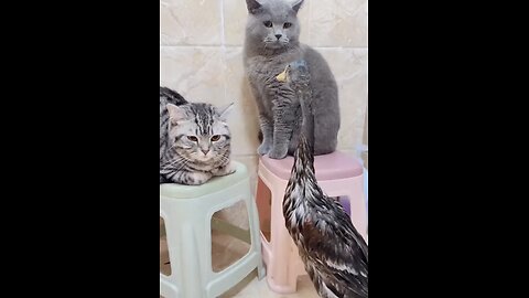 PLAYFUL FRIENDLY DUCK🐈🦆GREETS UNFRIENDLY KIDDY CATS🦆🐈‍⬛💫