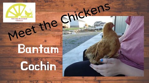 Meet The Chickens, Ep 1, Bantam Cochins
