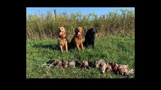 Pheasant Hunting 2020 - Pre-season Hunt