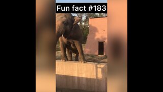 Baby elephants do what?