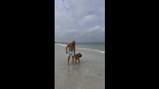 MASSIVE PitBull taking his morning beach stroll with his “old man” 🦁🥰😎