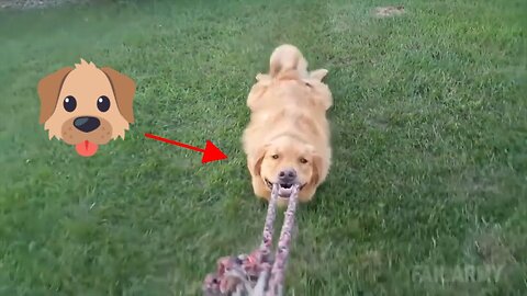 TRY NOT TO LAUGH At Funny Dog Video Compilation 2024 - Dog Fail 2024