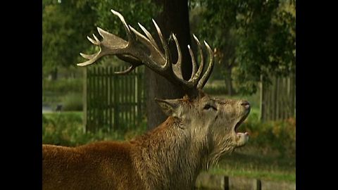 The Beast Of Bushy Park