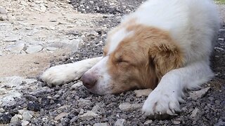 A Cute White Shepherd Dog