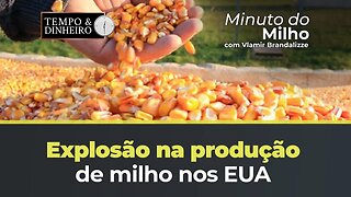 Milho tem produção aumentada nos EUA