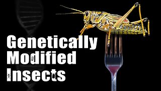 Genetically Modified Insects – Risks Intentional?