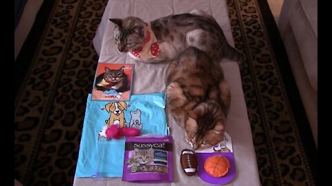 Pet Treater Monthly Mystery Bag for Cats Review - February 2021