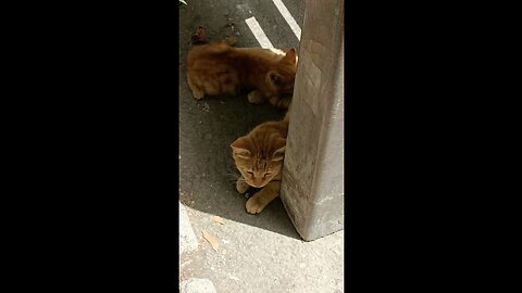 A cute and beautiful cat with her baby