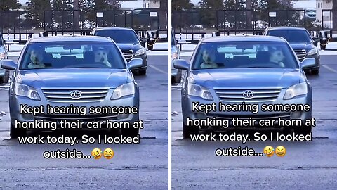 Impatient Pup Honks Horn While Waiting In Parking Lot