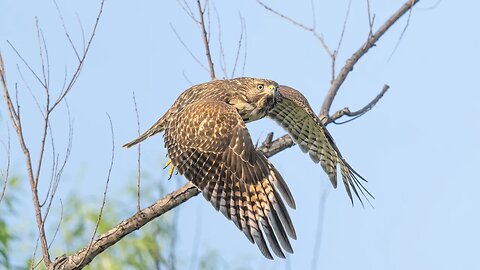 Juvenile Red-Shouldered Hawk Launch, Sony A1/Sony Alpha1, 4k